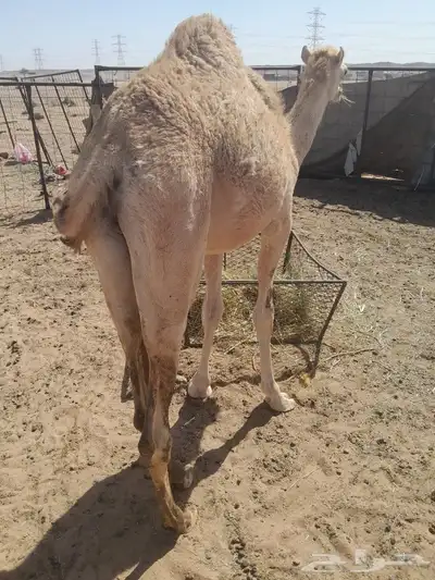 قعود هجن للبيع 6