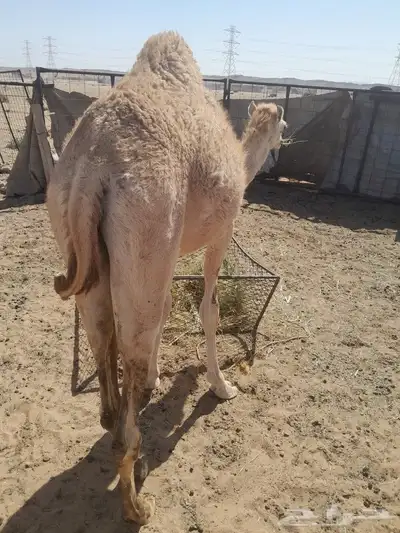 قعود هجن للبيع 5
