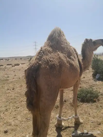 ناقه لقحه للبيع 7