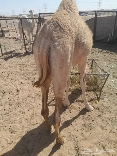 قعود هجن للبيع 3