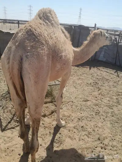 قعود هجن للبيع 0