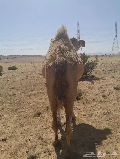 ناقه لقحه للبيع 4