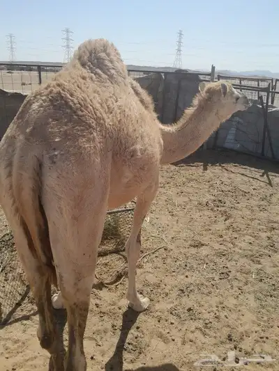 قعود هجن للبيع 1