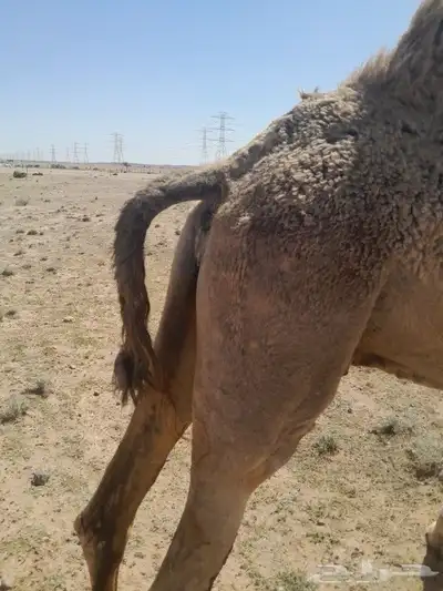 ناقه لقحه للبيع 0