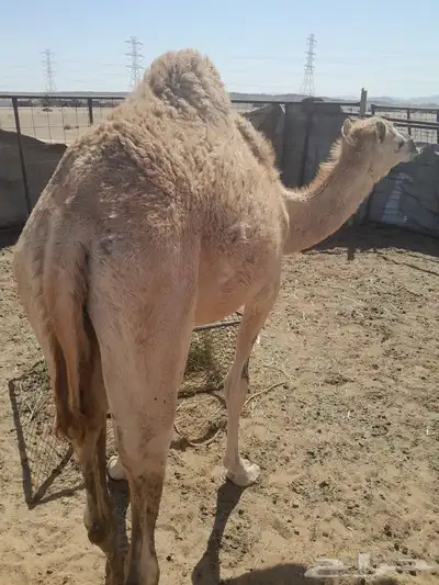 قعود هجن للبيع 2