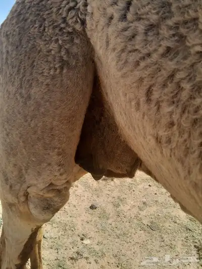 ناقه لقحه للبيع 2