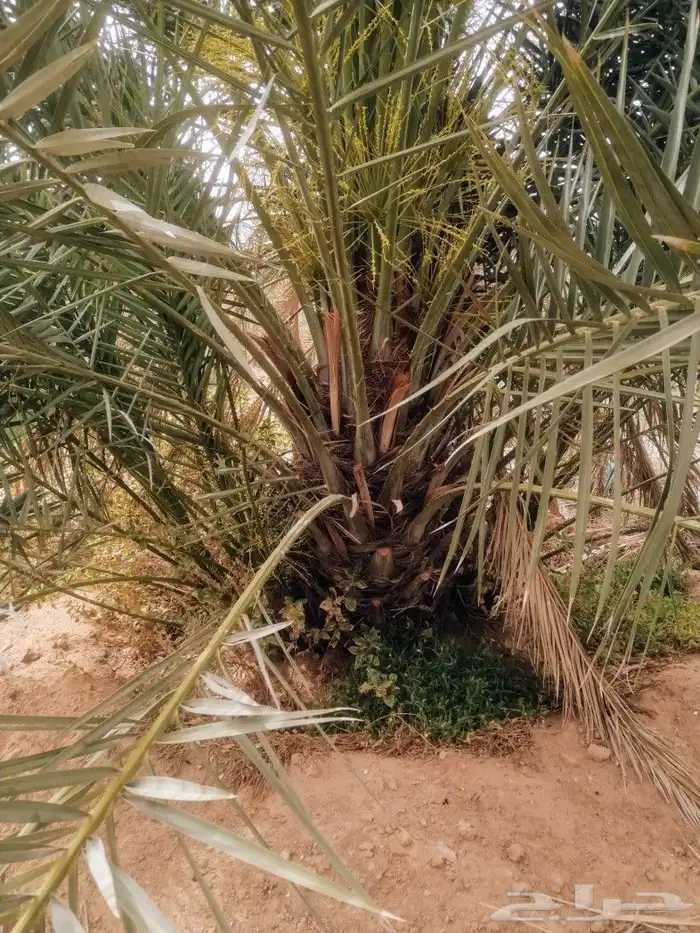 بيع نخل عربي واشنطن جميع انواع النخل 1