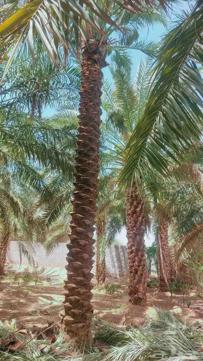 نخل 2
