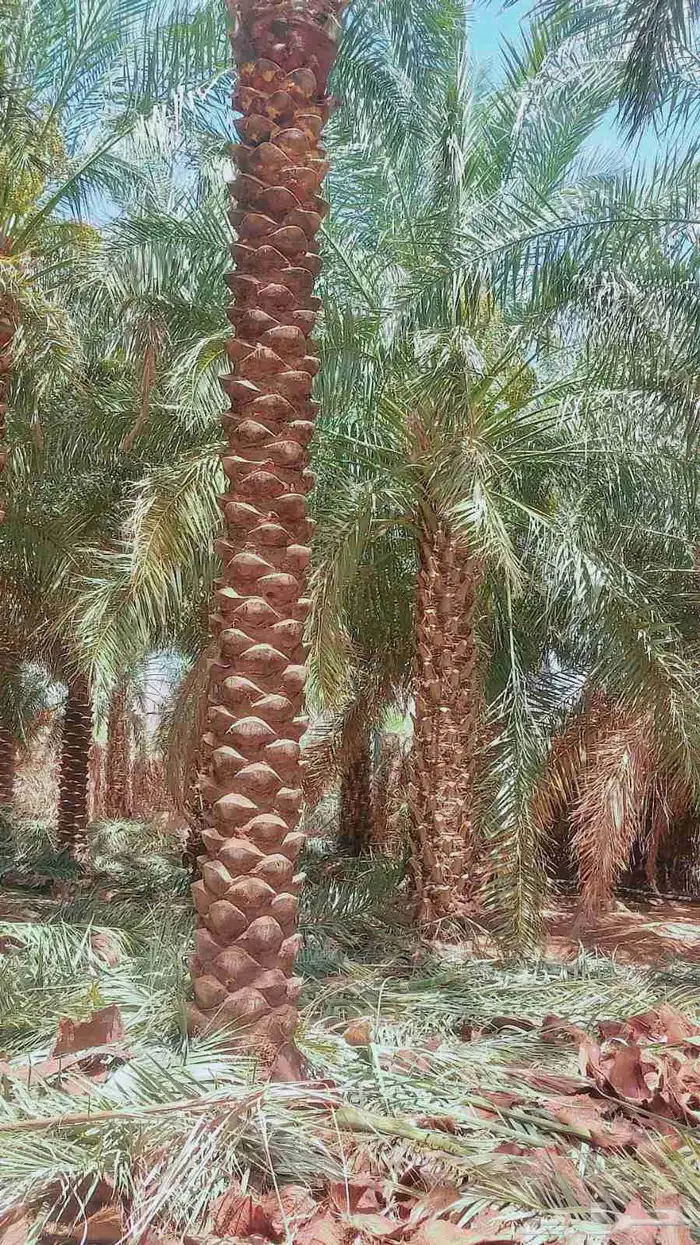 نخل 5