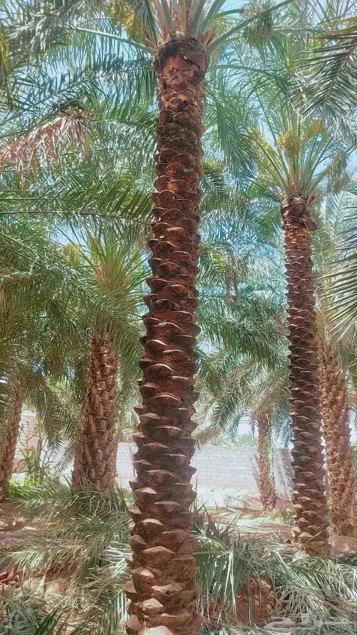 نخل 4
