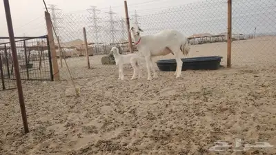 رخال حرية خلفه تحتها طلي صنف الصنف من ضان كفوو 3