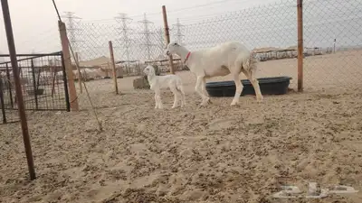 رخال حرية خلفه تحتها طلي صنف الصنف من ضان كفوو 1
