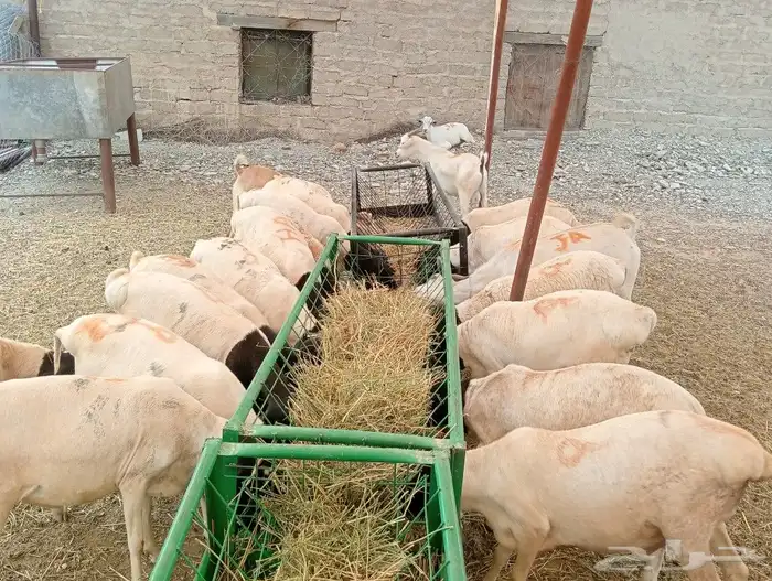 موقعنا الباحة الرياض تبوك الخرج 4