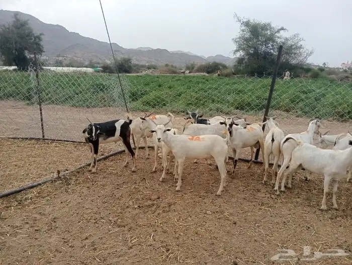 موقعنا الباحة الرياض تبوك الخرج 0
