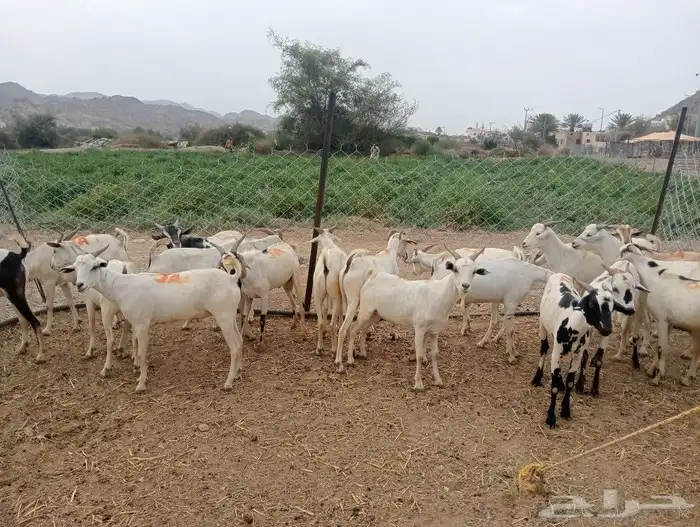 موقعنا الباحة الرياض تبوك الخرج 1