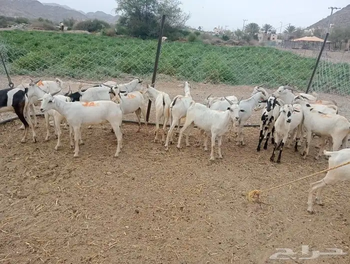 موقعنا الباحة الرياض تبوك الخرج 6