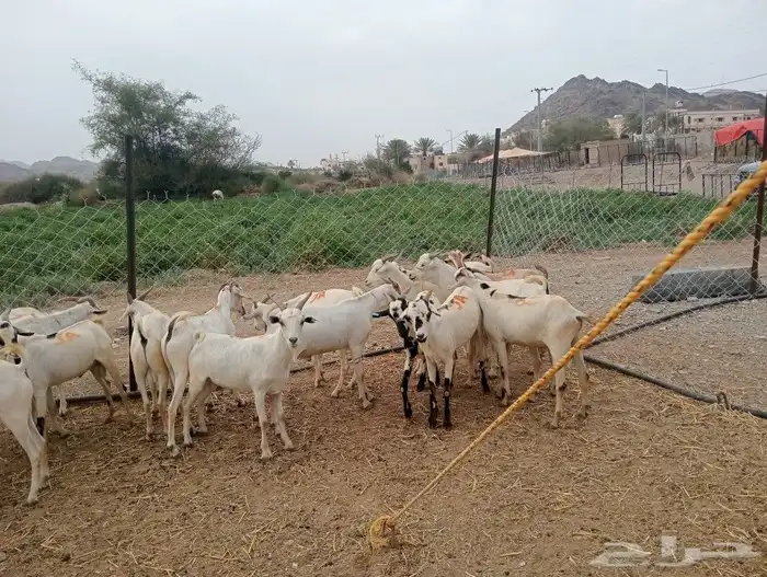 موقعنا الباحة الرياض تبوك الخرج 3