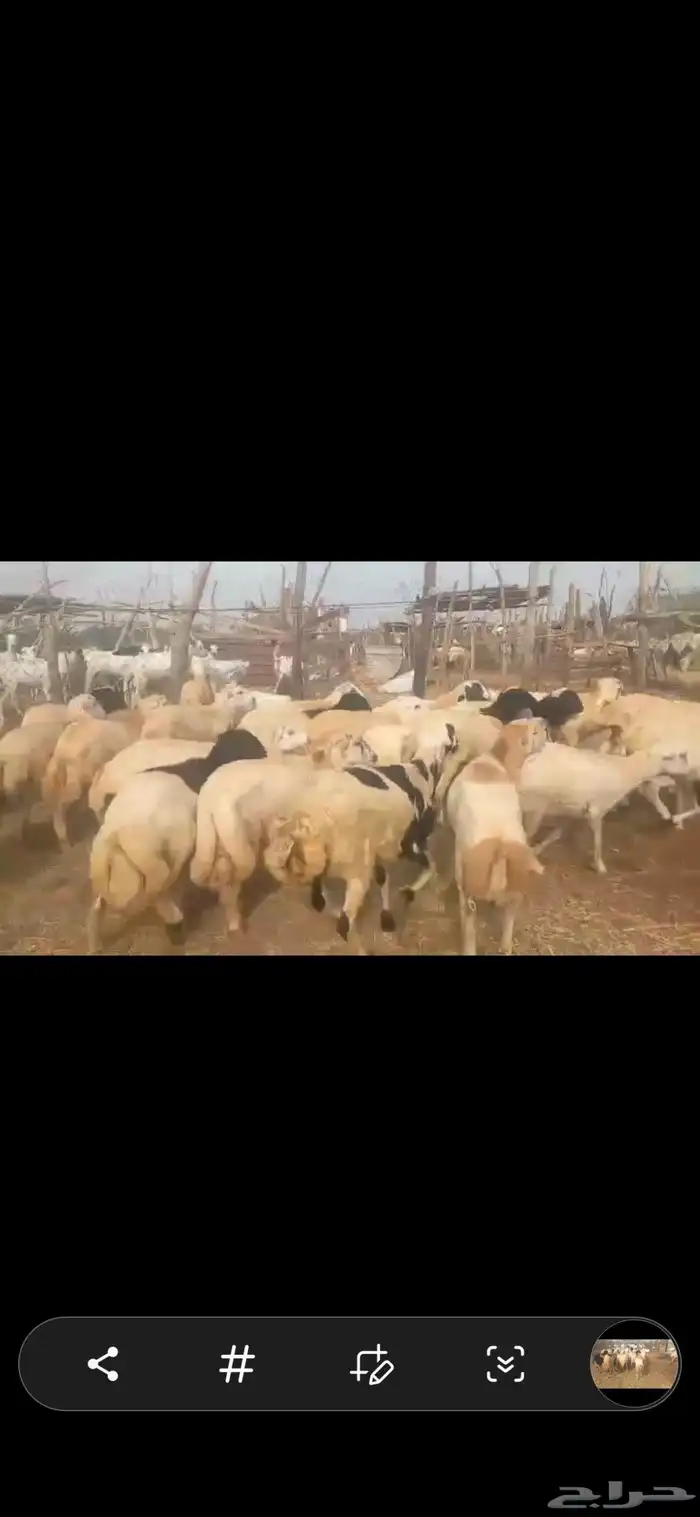 خرفان بلدي اضاحي 0