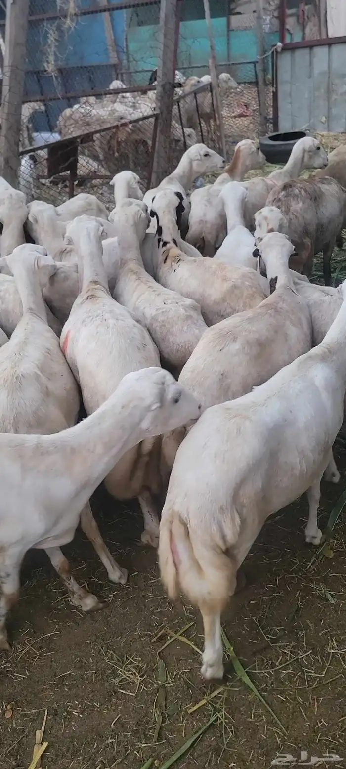 ضان رفيدي 3