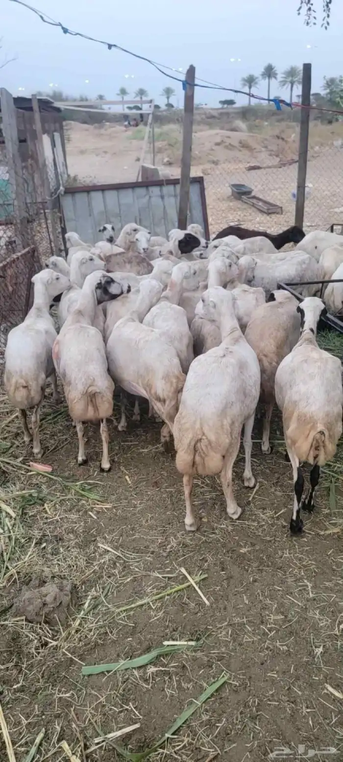 ضان رفيدي 9