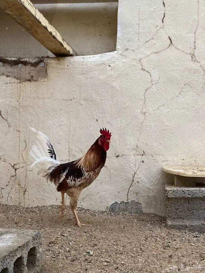 ديك بلدي شرط 0