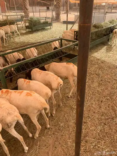 برابر وتيوس صوماليه وصل الطيب يا اهل الطيب 1