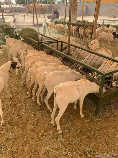برابر وتيوس صوماليه وصل الطيب يا اهل الطيب 0