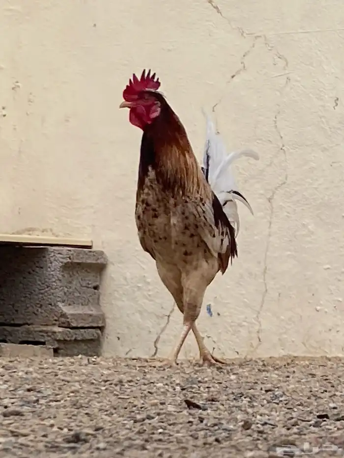 ديك بلدي شرط 1