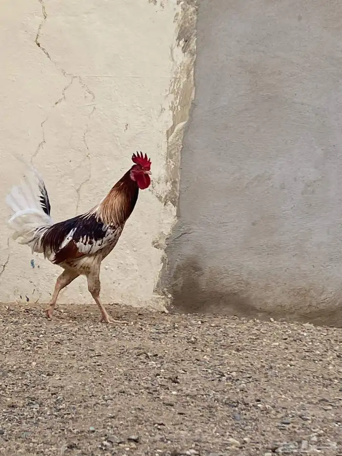 ديك بلدي شرط 2