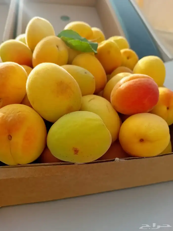 مشمش طايفي مع التوصيل مجاني وصل 1