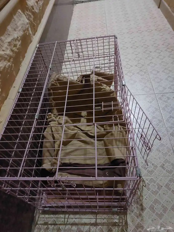 شبك قط كبير 1