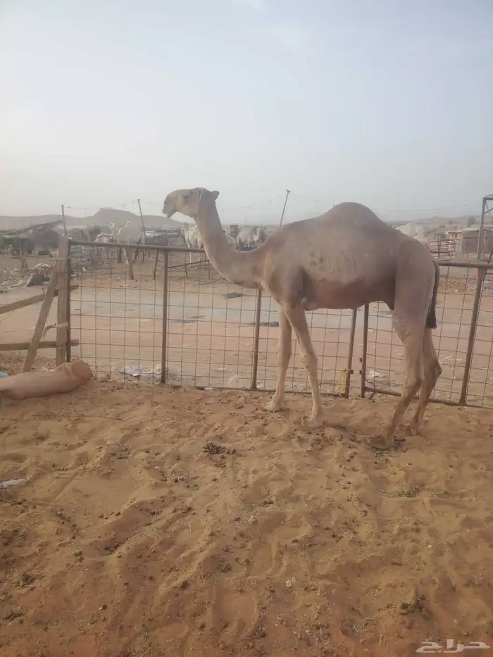 الأصل على غرنوق 1