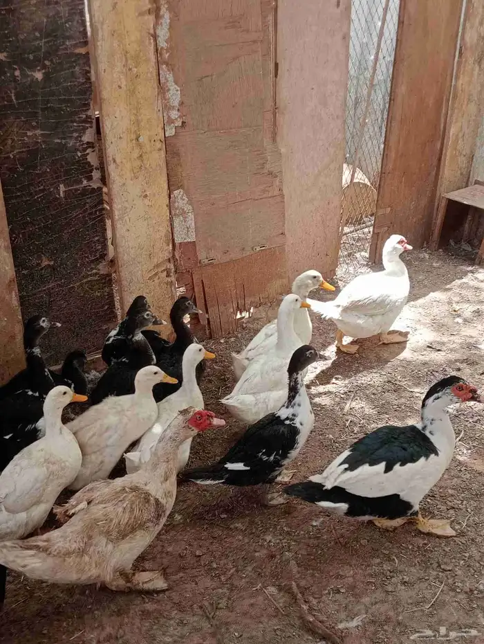 يوجد لدينا بفضل الله تعالى بط بكيني بياض وبلدي ذبح وتربيه 1