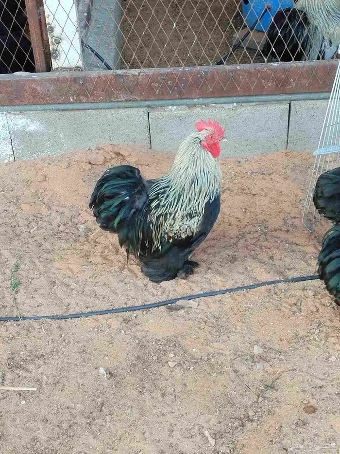 ديك كوشن قزمي 0