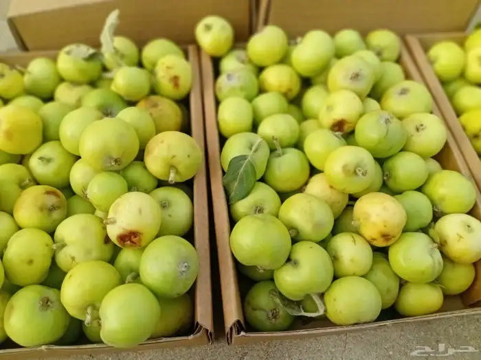 مشمش طايفي مع التوصيل مجاني وصل 0