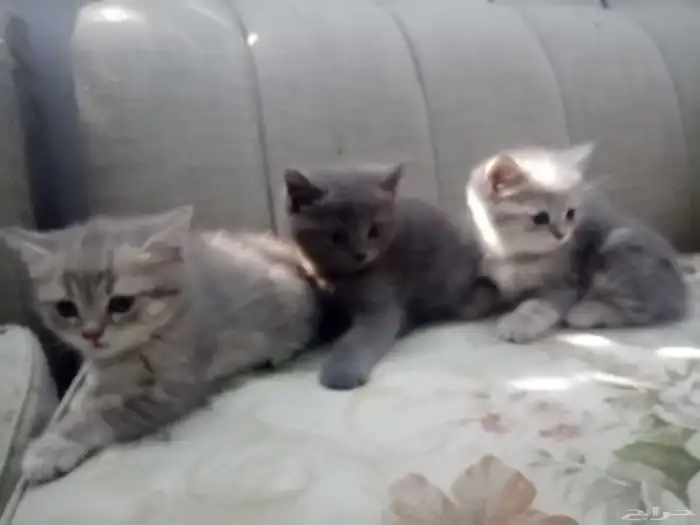 3 قطط كتن صغيره شهريين للبيع للبيع. للبيع. للبيع 5