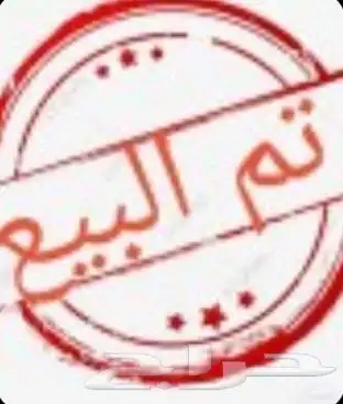 حسلان بلدي ذكور 0