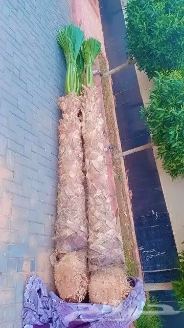 السلام عليكم يوجد لدينا جميع انواع النخل صقعي ومجدوله وهل 2
