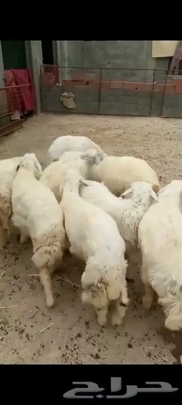 طليان ورخال للبيع 0