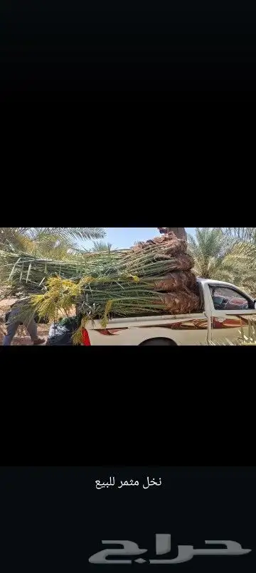 يوجد لدينا نخيل عربي مثمر طلعه فيه متواجدين في الخرمه رنيه 3