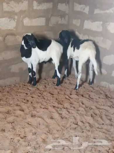 لكم عندي عرضين 1