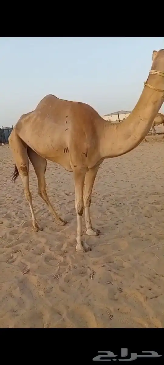 بكره ثنيه هجن 0