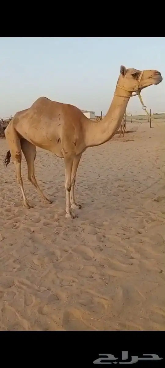 بكره ثنيه هجن 2