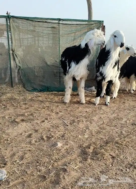 خرفان_جذعان_جبرة_نجدي_نجد_اضاحي ذبائح_خروف العمر(6) شهور سم 0