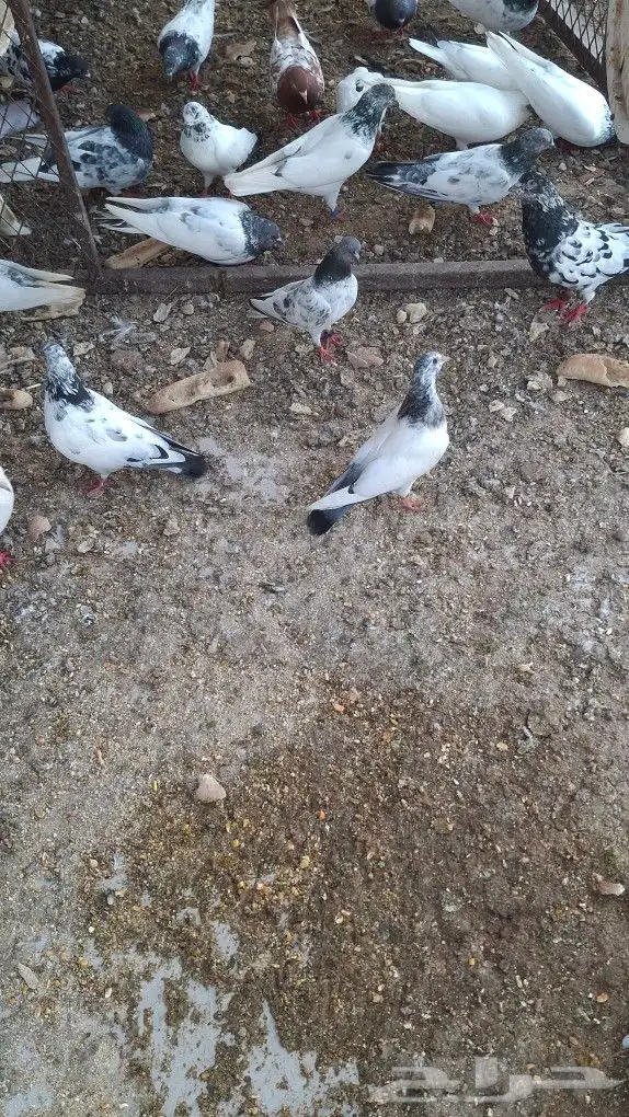 حمام باكستاني للبيع اي جواز 25 ريال 2
