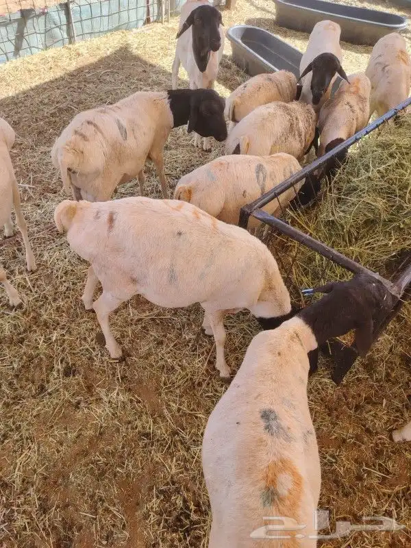 موقعنا الباحة الرياض تبوك الخرج 12