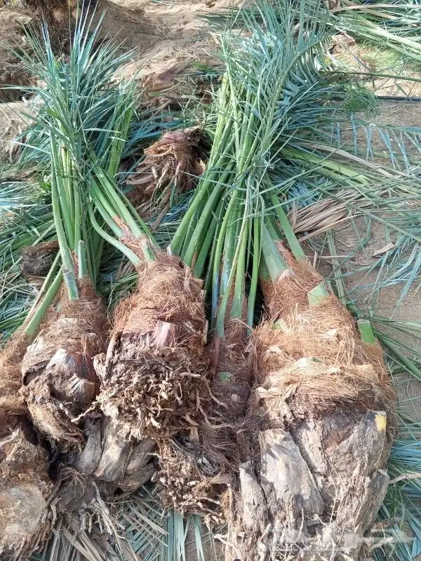 يوجد الدنيا جميع أنواع النخيل 0