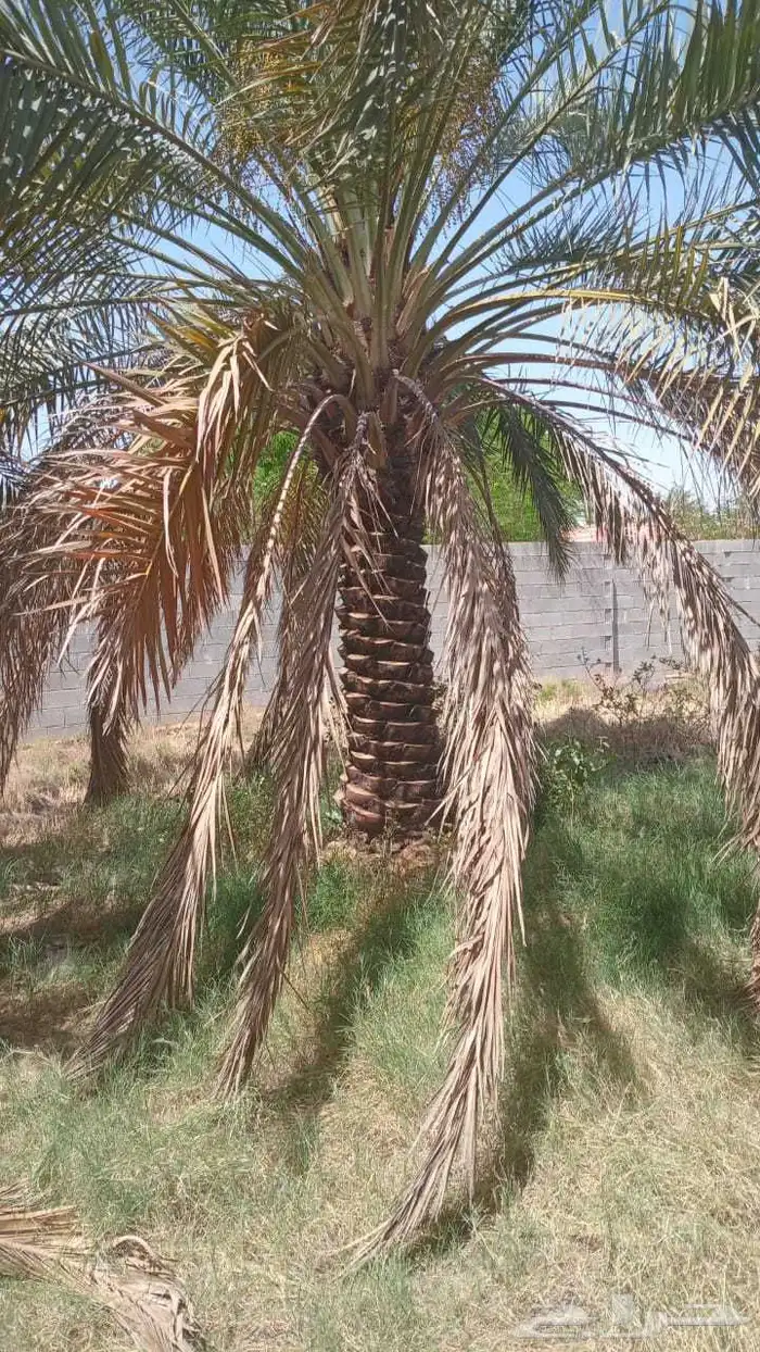 نخل للبيع مشكلات 4