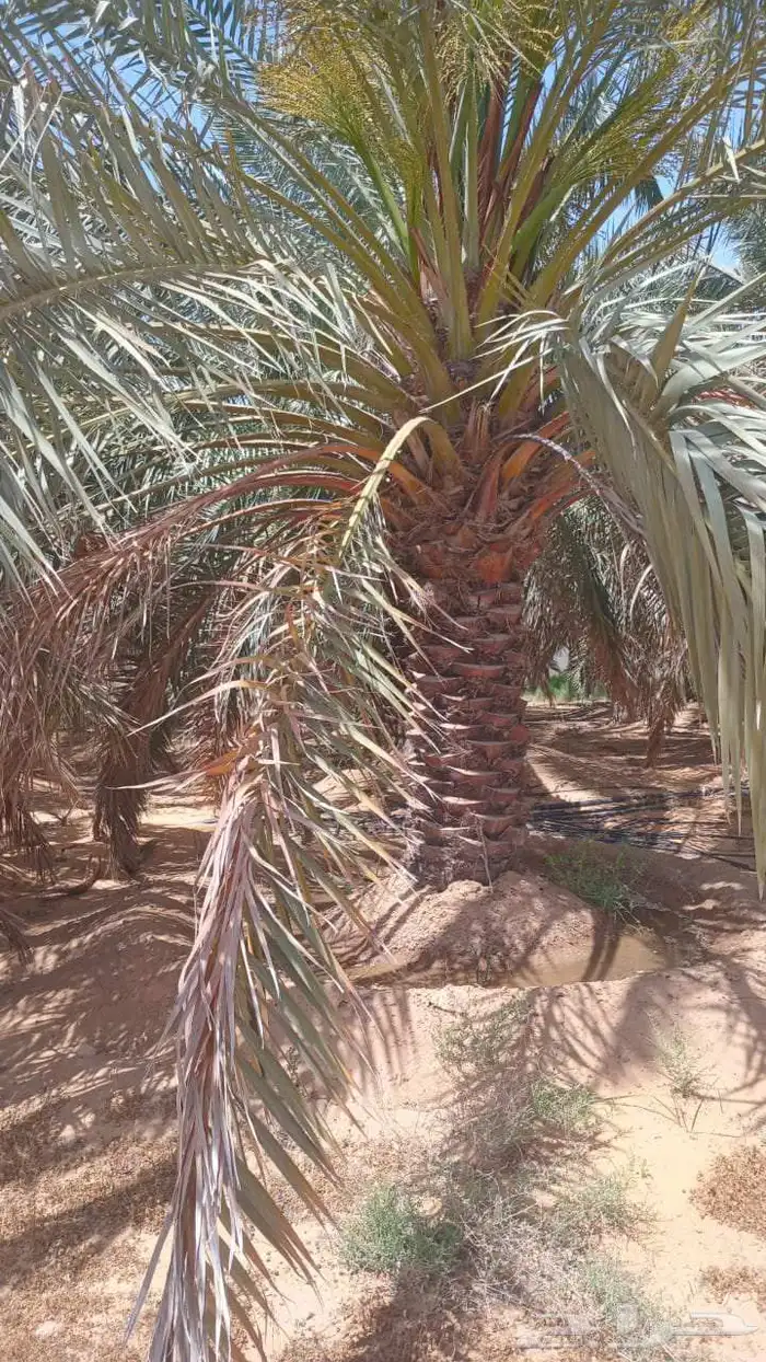 نخل للبيع مشكلات 7