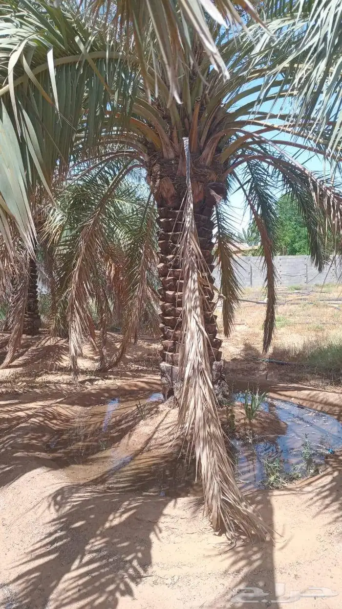 نخل للبيع مشكلات 2